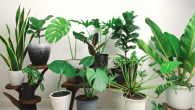 10 Benefits of Planting Genetically Modified Houseplants